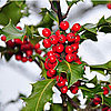 Can You Identify These Dangerous Holiday Plants?