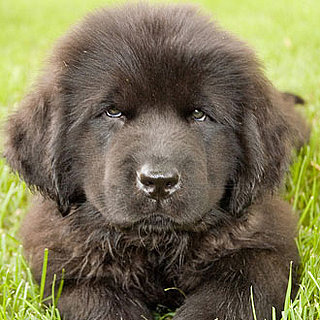 Puppies in the Working Group