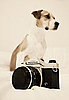 Turn 2010 Into the Year of the Picture! 