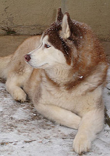 Are You Familiar With Snow Nose?