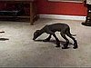 Do Your Pets Wear Booties in the Winter? 