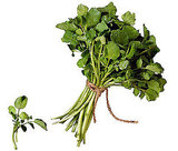Watercress