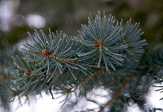 Casa Quickie: Turn That Tannenbaum Into a Bird Feeder