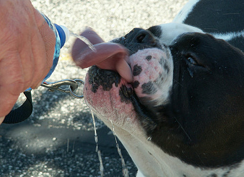 To the Rescue: How Much Water Does My Pet Need?