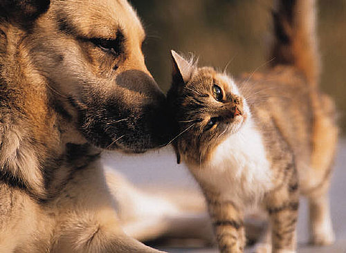 Will the Top 10 Dog and Cat Names From 2009 Surprise You? 