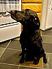 What's Your Take: Could You Take Home the Wrong Dog?