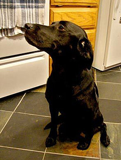 What's Your Take: Could You Take Home the Wrong Dog?