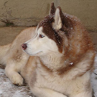 What Happened on PetSugar This Week (1/4–1/8)? 