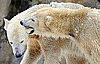 Knut and Giovanna!