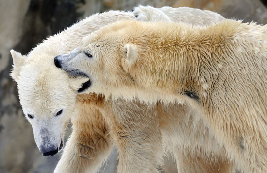 Knut and Giovanna!