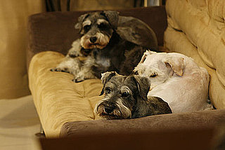Do Tell: Group Names For Pets?