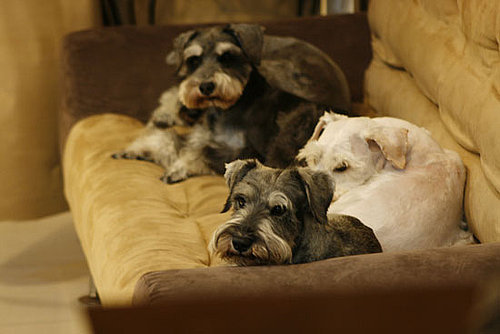 Do Tell: Group Names For Pets?