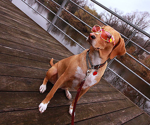 Rose-Colored Glasses Rose-Colored Glasses