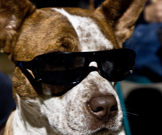 Courtside Canine