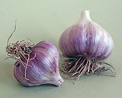 Garlic: Does it Repel Mosquitoes Garlic: Does it Repel Mosquitoes