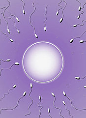 What Do You Know About Your Eggs and Ovulation?