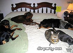 Interspecies Boredom