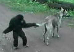 Curious George Is A Punk Curious George Is A Punk