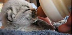 Cute Alert: Orphaned Kitten Needs A Name!