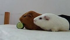 Guinea Pigs: Not Much Into Sharing