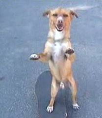 Skater Dog Knows How To Roll Skater Dog Knows How To Roll