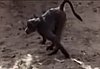 Wild Kingdom... Gone Wild!