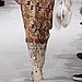 Miu Miu Fall 2009