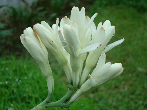 Tuberose 