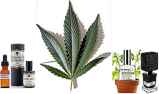 Cannabis Fragrances