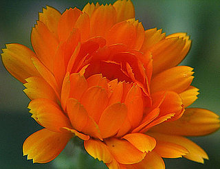 Definition of Calendula