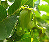 Ylang Ylang 