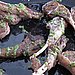 Lamb Chops With Mint Pesto