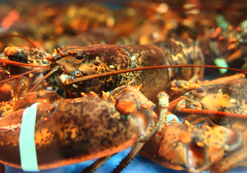 Yummy Links: From Lobster to Burgers Yummy Links: From Lobster to Burgers