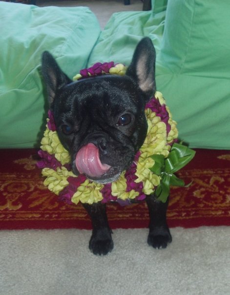 Dog Birthday Party Tips Dog Birthday Party Tips