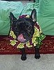 Dog Birthday Party Tips