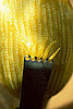 This Week's Slashfood Stories 2009-07-23 04:30:54