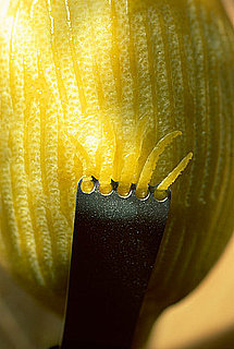 This Week's Slashfood Stories 2009-07-23 04:30:54