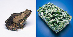 Texas Woman Faces Frog in Frozen Beans Texas Woman Faces Frog in Frozen Beans