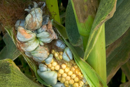 What Is Huitlacoche? What Is Huitlacoche?