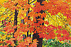 Decorations For a Fall Dinner Party