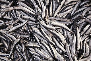 Would You Rather Eat Anchovies or Sardines?