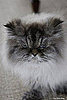Martha Stewart's 19-Year-Old Cat, Mozart, Died