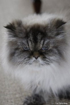 Martha Stewart's 19-Year-Old Cat, Mozart, Died