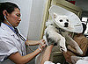 How Much Did You Spend to Spay or Neuter?