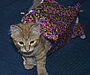 Pet Pic of the Day: Zoey's Come Undone