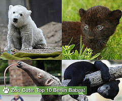 Who Is "Zoo Cute" in Berlin?
