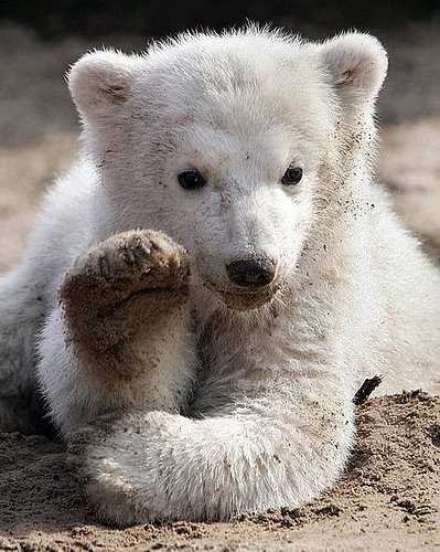 1. Knut 1. Knut