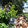 Mockingbirds Attack Students They Recognize at University of Florida