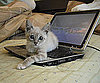 Pet Pic of the Day: Kaieteur's Computer