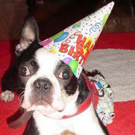 Guide to Planning Parties For Pets